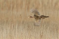 Ring-necked Pheasant